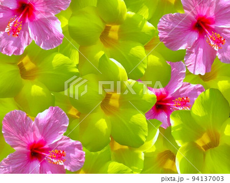 フラダンス 94137003