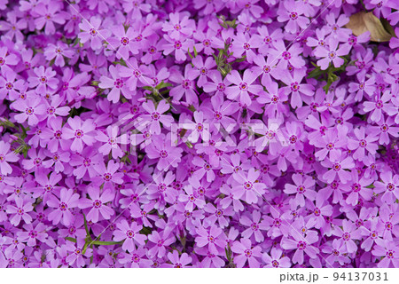 公園の花壇にシバザクラ(芝桜、学名:Phlox subulata)の花が咲いています。 公園の花壇にシバザクラ(芝桜、学名:Phlox subulata)の花が咲いています。 94137031