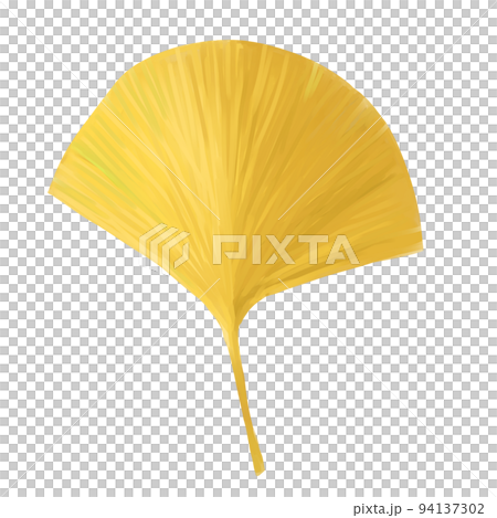 Yellow ginkgo 94137302