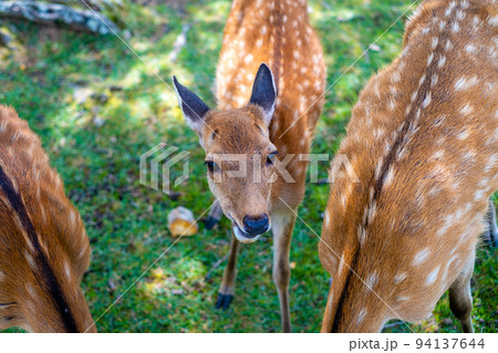 【#奈良】奈良公園の鹿14 94137644