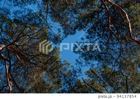 Bottom view forest crown against blue sky Bottom view forest crown against blue sky 94137854