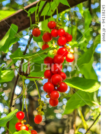 Bunch of magnolia berries 94138245