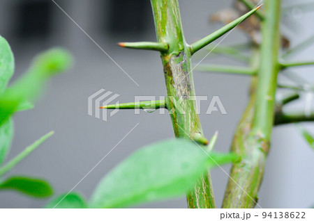 Pomelo leaf ,Pampelmoose or Citrus maxima or RUTACEAE plant and dew drop Pomelo leaf ,Pampelmoose or Citrus maxima or RUTACEAE plant and dew drop 94138622
