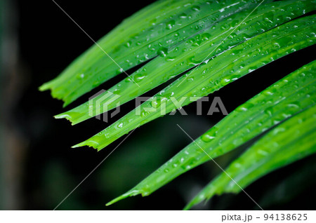 Adonidia merrillii, Livistona rotundifolia or Footstool Palm or Adonidia palm or Christmas palm or Manila palm or Merrills palm or ARECACEAE plant and rain drop Adonidia merrillii, Livistona rotundifolia or Footstool Palm or Adonidia palm or Christmas palm or Manila palm or Merrills palm or ARECACEAE plant and rain drop 94138625