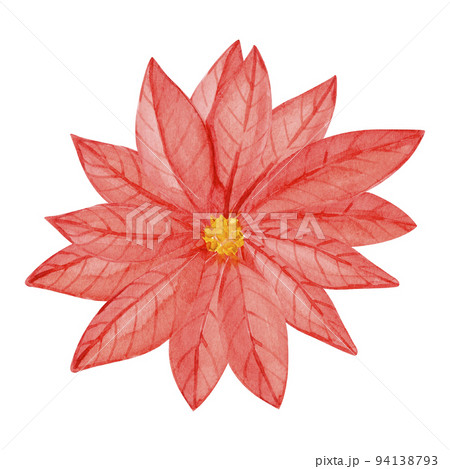 Watercolor Christmas poinsettia flower. 94138793