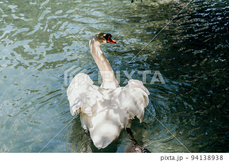 swan on blue lake water in sunny day, swans on pond, nature series. 94138938