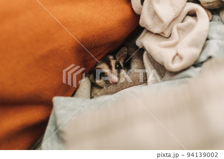 Cute Sugar Glider hiding in the pile of clothes and looking up cautiously. Cute Sugar Glider hiding in the pile of clothes and looking up cautiously. 94139002