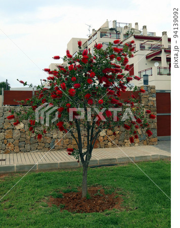 Young tree of Callistemon. Flowers like red brushes. Nice. Spain. Spring 94139092