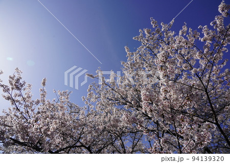 蓼科山 聖光寺(たてしなさん しょうこうじ)「本州で最も遅いソメイヨシノ」が見られる桜の名所である 蓼科山 聖光寺(たてしなさん しょうこうじ)「本州で最も遅いソメイヨシノ」が見られる桜の名所である 94139320