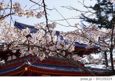 蓼科山 聖光寺(たてしなさん しょうこうじ)「本州で最も遅いソメイヨシノ」が見られる桜の名所である 蓼科山 聖光寺(たてしなさん しょうこうじ)「本州で最も遅いソメイヨシノ」が見られる桜の名所である 94139324
