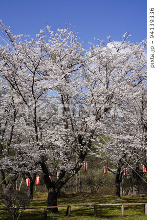 蓼科山 聖光寺（たてしなさん しょうこうじ）「本州で最も遅いソメイヨシノ」が見られる桜の名所である 94139336