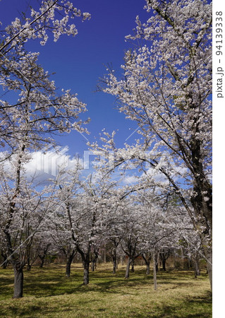 蓼科山 聖光寺(たてしなさん しょうこうじ)「本州で最も遅いソメイヨシノ」が見られる桜の名所である 蓼科山 聖光寺(たてしなさん しょうこうじ)「本州で最も遅いソメイヨシノ」が見られる桜の名所である 94139338