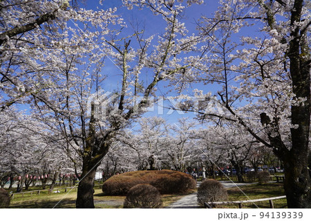 蓼科山 聖光寺(たてしなさん しょうこうじ)「本州で最も遅いソメイヨシノ」が見られる桜の名所である 蓼科山 聖光寺(たてしなさん しょうこうじ)「本州で最も遅いソメイヨシノ」が見られる桜の名所である 94139339