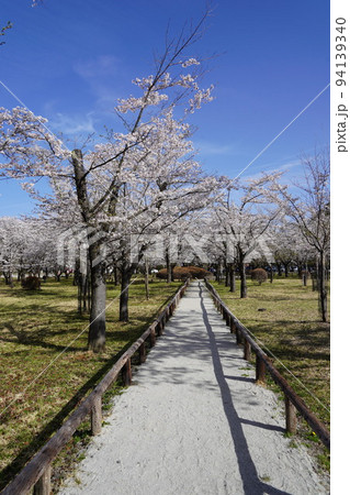 蓼科山 聖光寺（たてしなさん しょうこうじ）「本州で最も遅いソメイヨシノ」が見られる桜の名所である 94139340