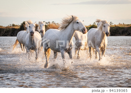 White horses in Camargue, France. White horses in Camargue, France. 94139365