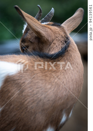 charming portrait of a dwarf goat charming portrait of a dwarf goat 94139561