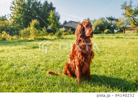 Happy Irish setter dog sits on a nature green grass and looking away in summer meadow against blurred scenery, outdoors Happy Irish setter dog sits on a nature green grass and looking away in summer meadow against blurred scenery, outdoors 94140252