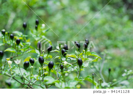 Colombian wild chili (aji chirca), usually grows in wild places in the form of a bush, cultivated mainly in South America Colombian wild chili (aji chirca), usually grows in wild places in the form of a bush, cultivated mainly in South America 94141128