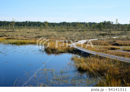 A wooden path in the National Park in Estonia among the forest and bog on a clear day 94141311