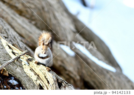 樹上で陽にあたり温まっているエゾリス 樹上で陽にあたり温まっているエゾリス 94142133
