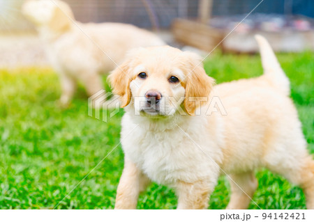 Cute Golden puppy on white background. Hovawars breed. cute young puppy Cute Golden puppy on white background. Hovawars breed. cute young puppy 94142421