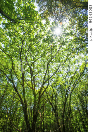 爽やかな森の木漏れ日 94143003