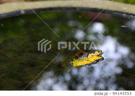 水に浮く落ち葉 94143553