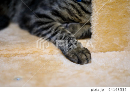 猫の前足 94143555