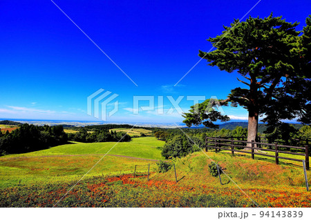 月山高原展望台 一本松 月山高原展望台 一本松 94143839