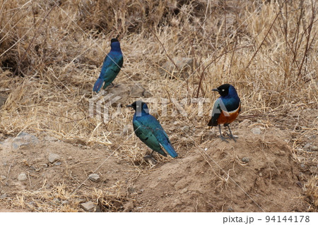 全身が輝いて見えるツキノワテリムク 94144178