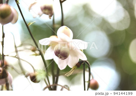 レンゲショウマ(蓮華升麻)今年の見納めです! レンゲショウマ(蓮華升麻)今年の見納めです! 94144199