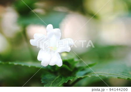 真っ白なスズムシバナ（鈴虫花） 94144200
