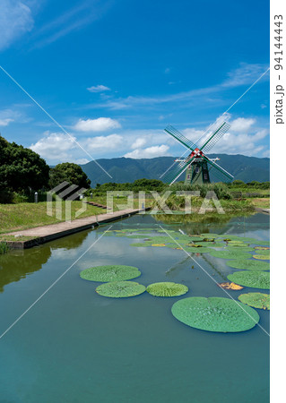 岐阜県海津市 絶滅危惧種のオニバスが咲く池と風車が美しい夏のアクアワールド水郷パークセンター 岐阜県海津市 絶滅危惧種のオニバスが咲く池と風車が美しい夏のアクアワールド水郷パークセンター 94144443