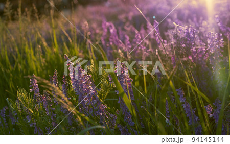 Lilac wildflowers illuminated by the sunlight of the sun. Background of flowers and green grass. Nature. Lilac wildflowers illuminated by the sunlight of the sun. Background of flowers and green grass. Nature. 94145144