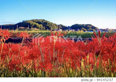 半田市　矢勝川堤防に咲く満開の彼岸花 94145237