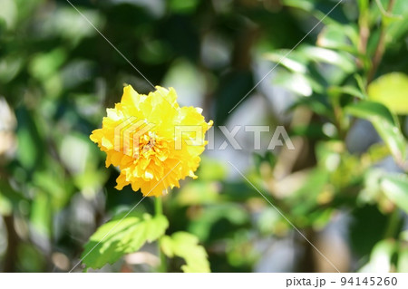 秋に咲くヤエヤマブキ(八重山吹)の花 秋に咲くヤエヤマブキ(八重山吹)の花 94145260
