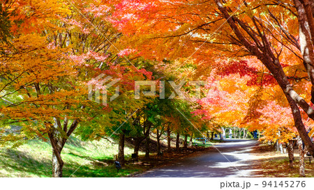 箕輪町・もみじ湖の紅葉 94145276