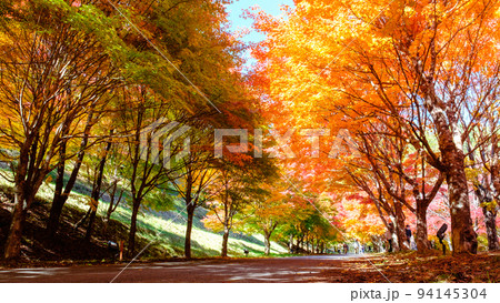 箕輪町・もみじ湖の紅葉 94145304