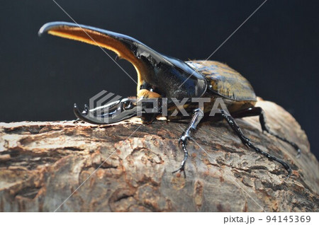 ヘラクレスオオカブトのヘラクレスヘラクレス樹木の上で 黒背景 ヘラクレスオオカブトのヘラクレスヘラクレス樹木の上で 黒背景 94145369