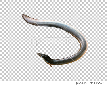 鰻魚,鰻魚,鰻魚 鰻魚,鰻魚,鰻魚 94145573