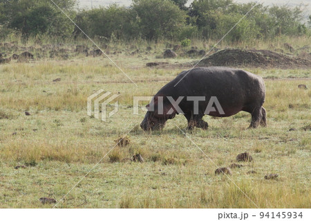 優しそうなカバ 優しそうなカバ 94145934