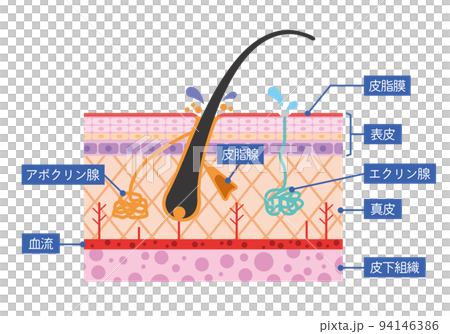 肌の断面図　説明図解 94146386