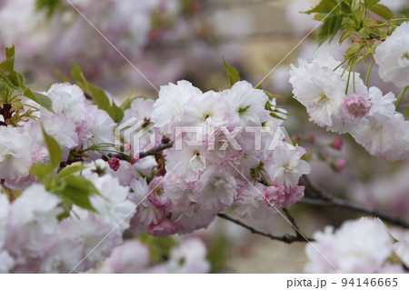 サトザクラ（松月） 94146665