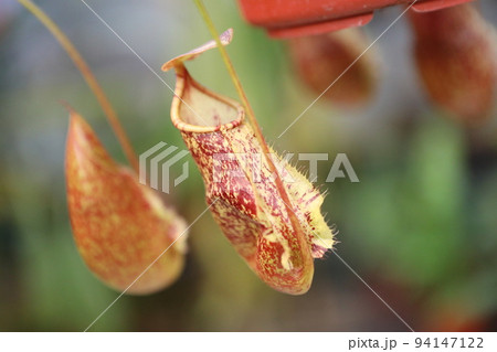 食虫植物 ウツボカズラ うつぼかずら 94147122