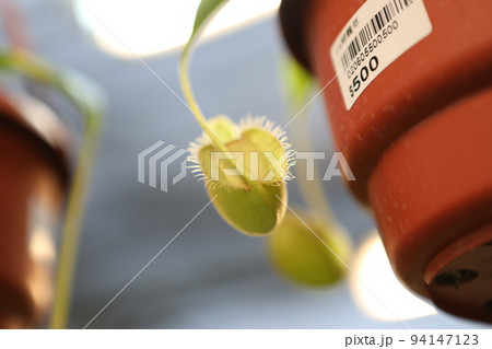 食虫植物 ウツボカズラ うつぼかずら 94147123