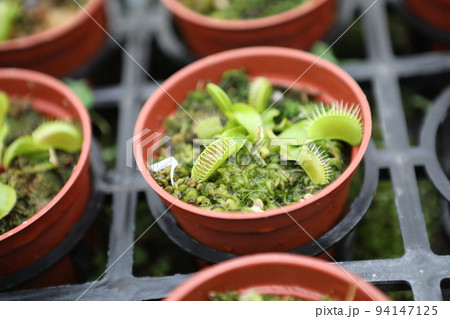 食虫植物 ウツボカズラ うつぼかずら 94147125