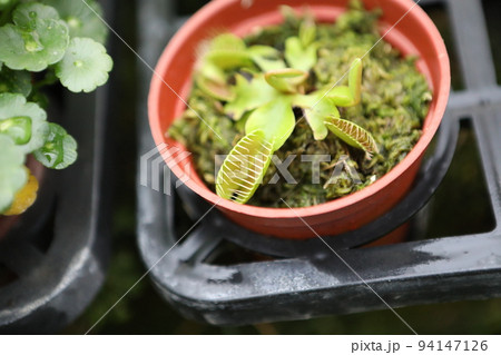 食虫植物 ウツボカズラ うつぼかずら 94147126