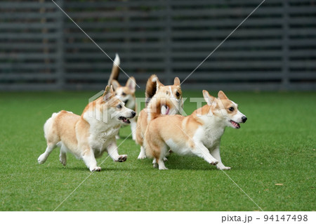 ドッグランで走り回って遊ぶコーギー 94147498