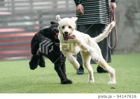 ドッグランで遊ぶスタンダードプードル ドッグランで遊ぶスタンダードプードル 94147616