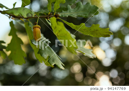Ripe acorns on oak tree branch. Fall blurred background with oak nuts and leaves. 94147769